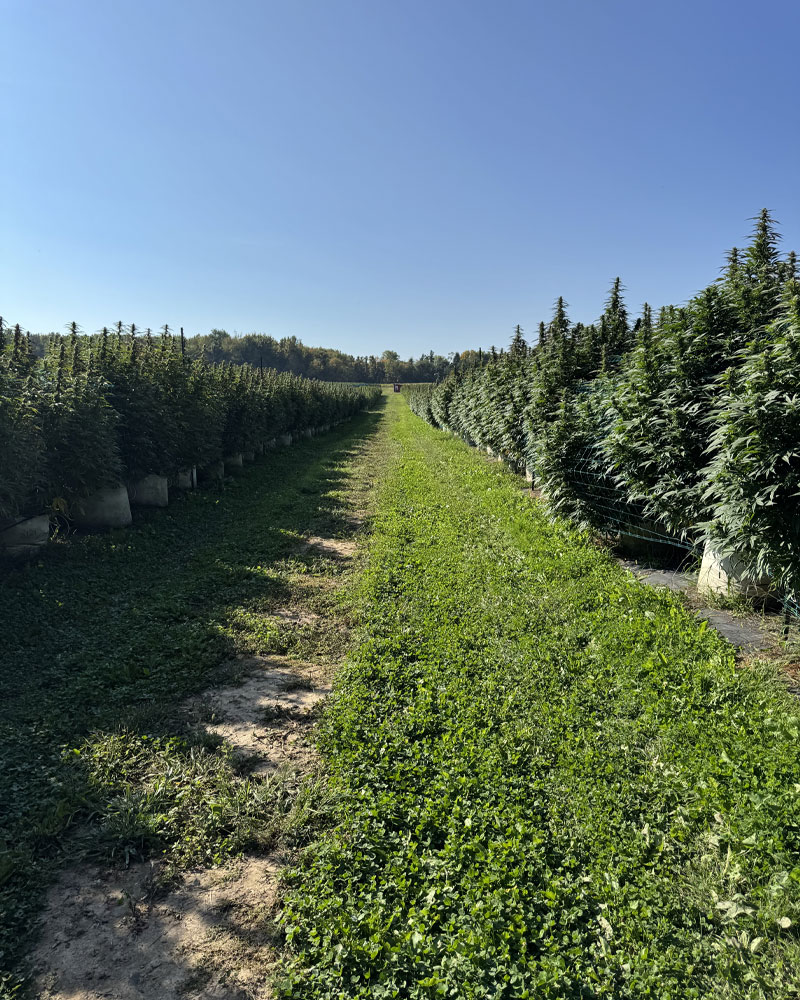 Cannabis grow facility with controlled environment HVAC systems